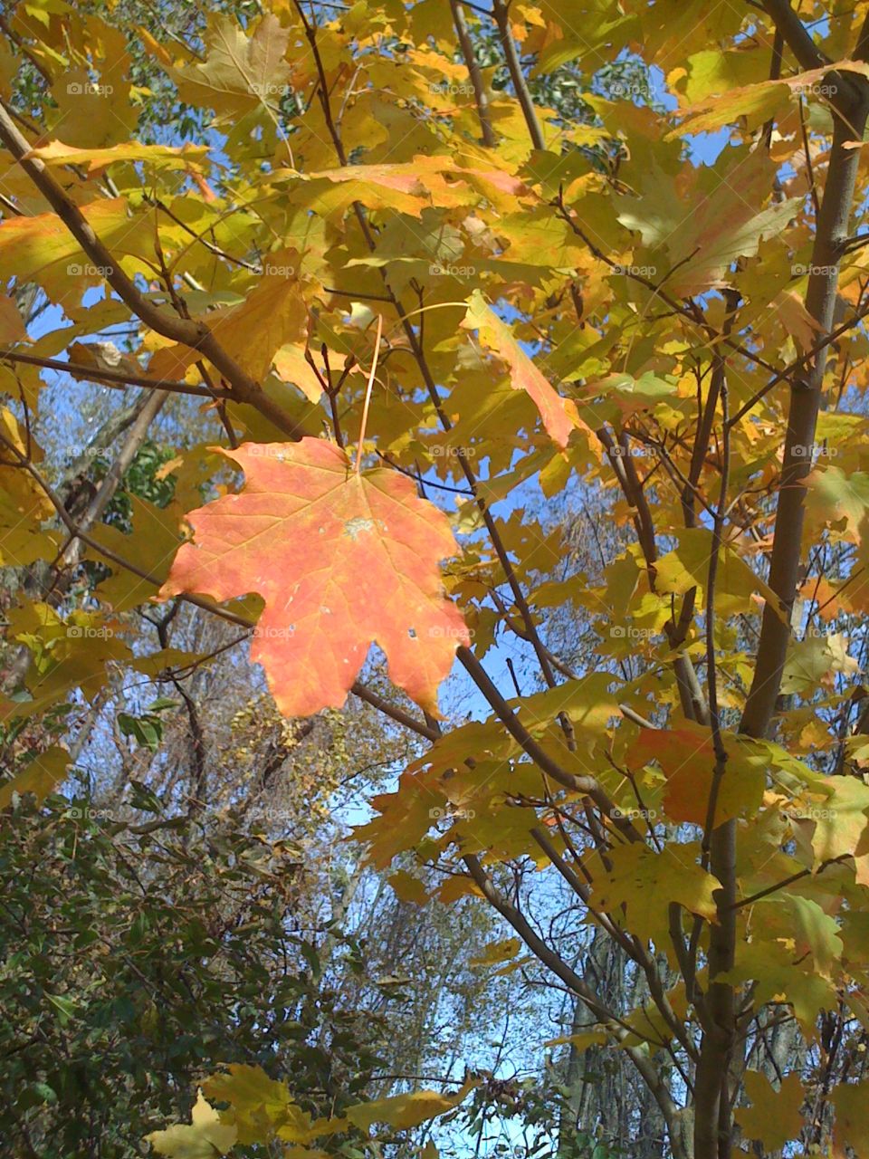 First signs of autumn, colored maple leaf hanging from tree
