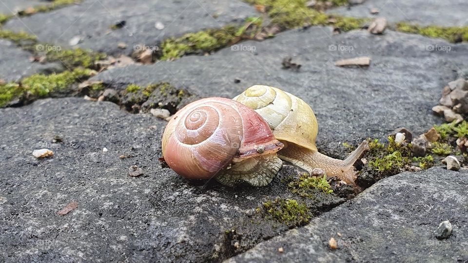 snails