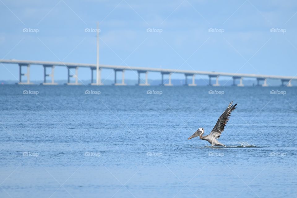 Brown pelican is landing on water near Florida island with bridge in the background 
