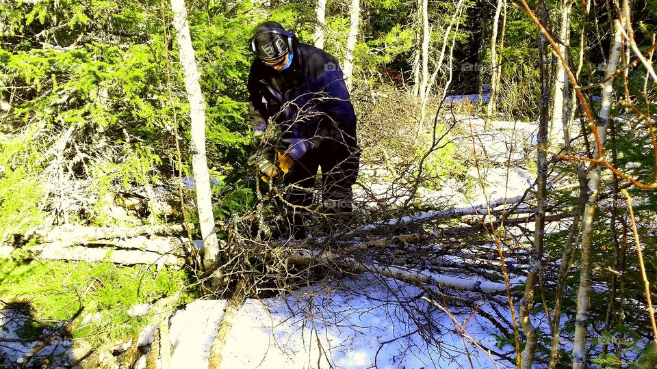 Forest  worker cuts the trees in the forest.