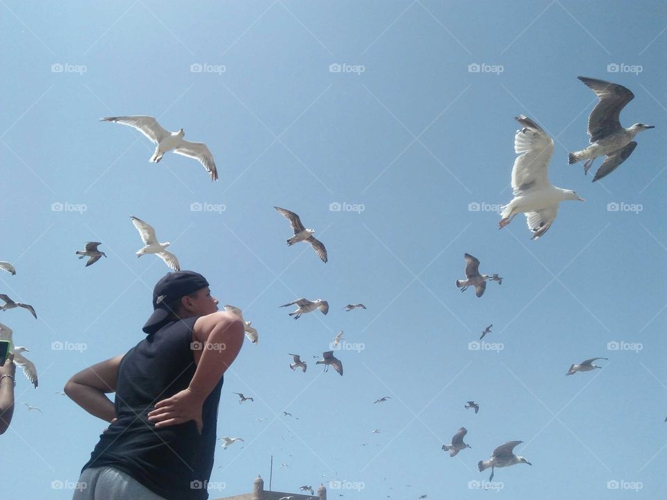 Beautiful and nice moment with flying seagulls at essaouira city in Morocco.