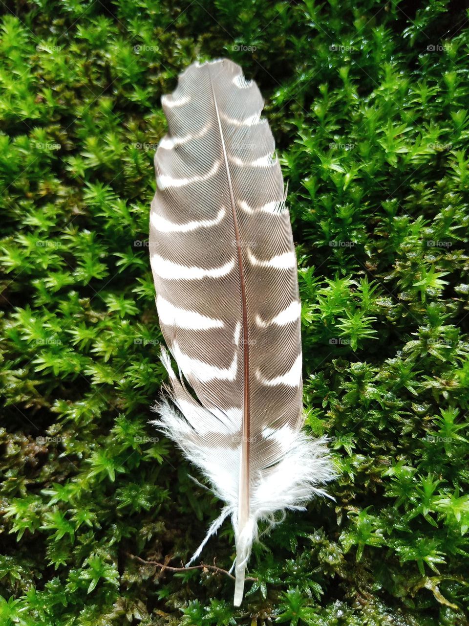 Feather