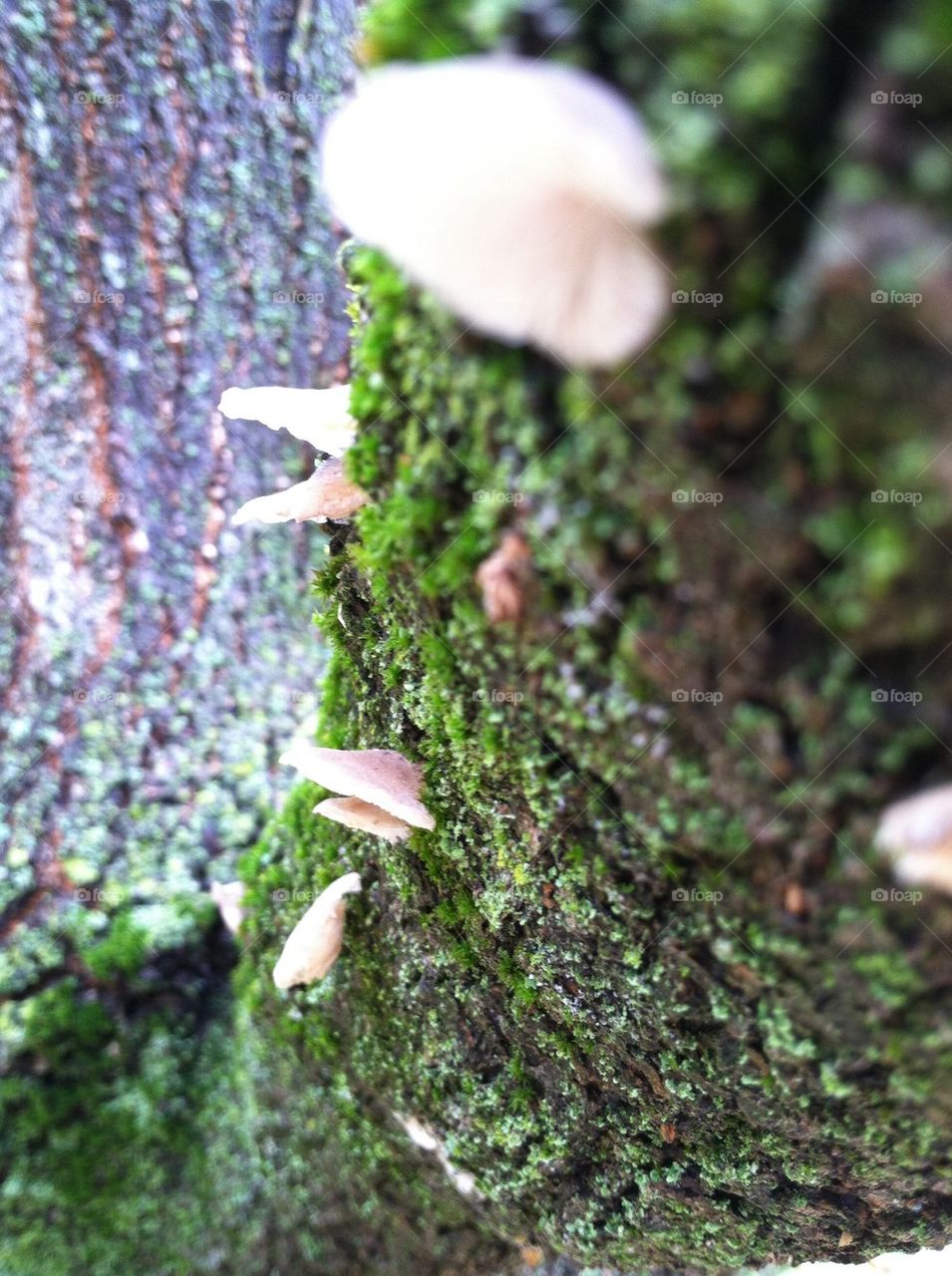 Mushroom moss covered tree