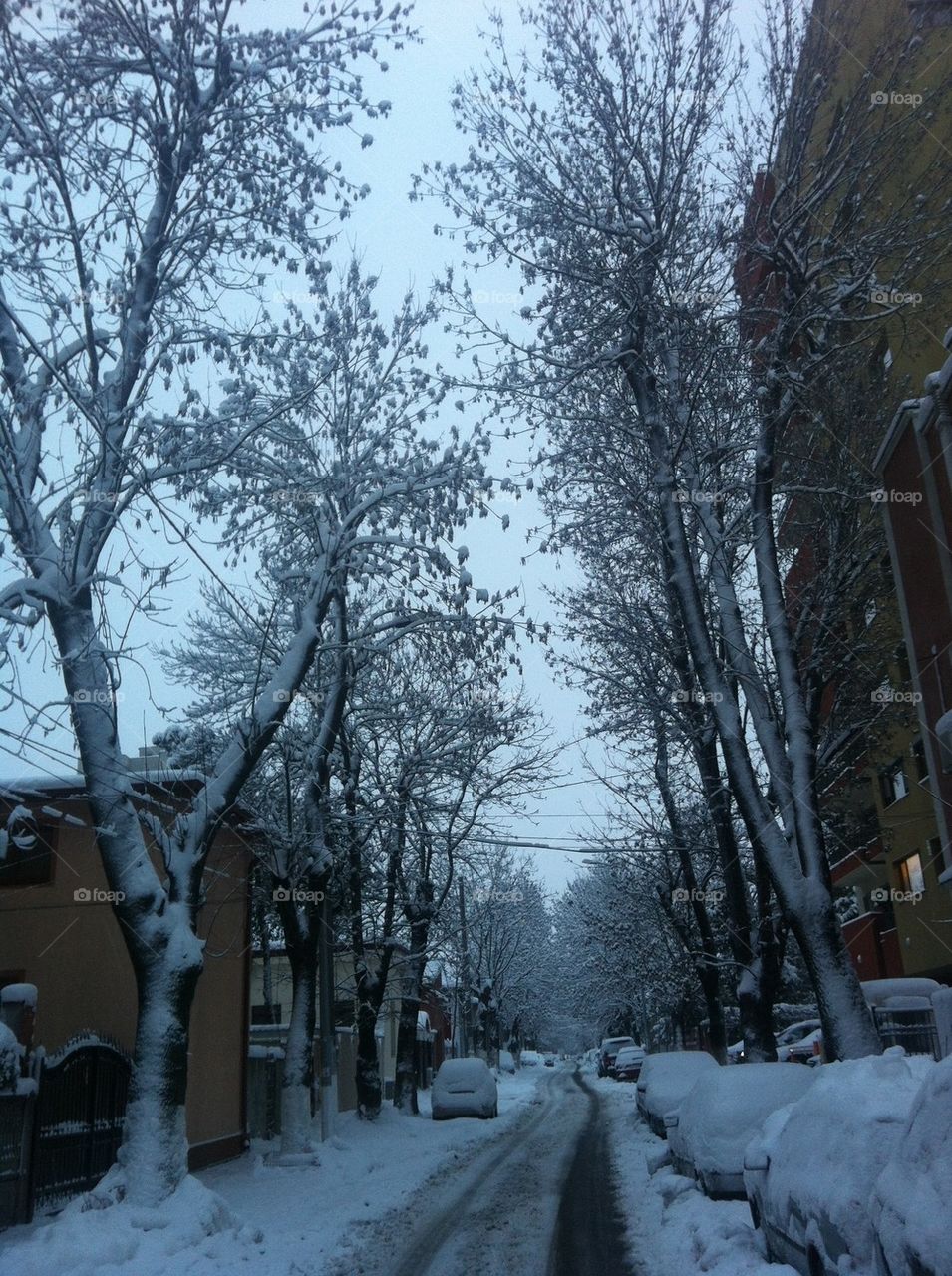 White winter