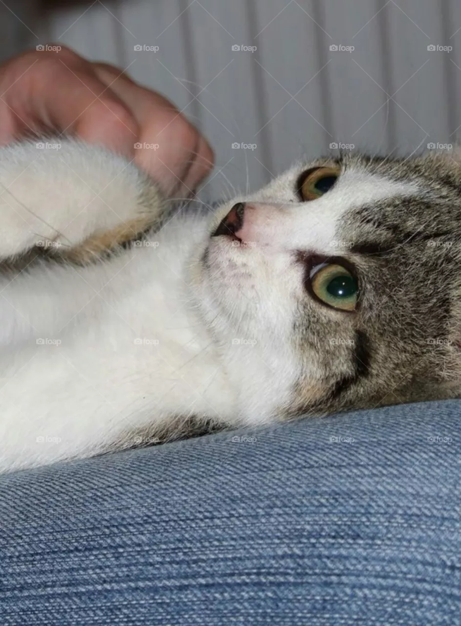 cat