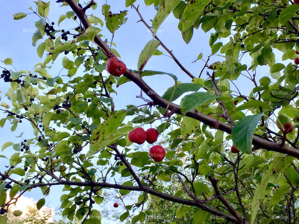 Crab apples