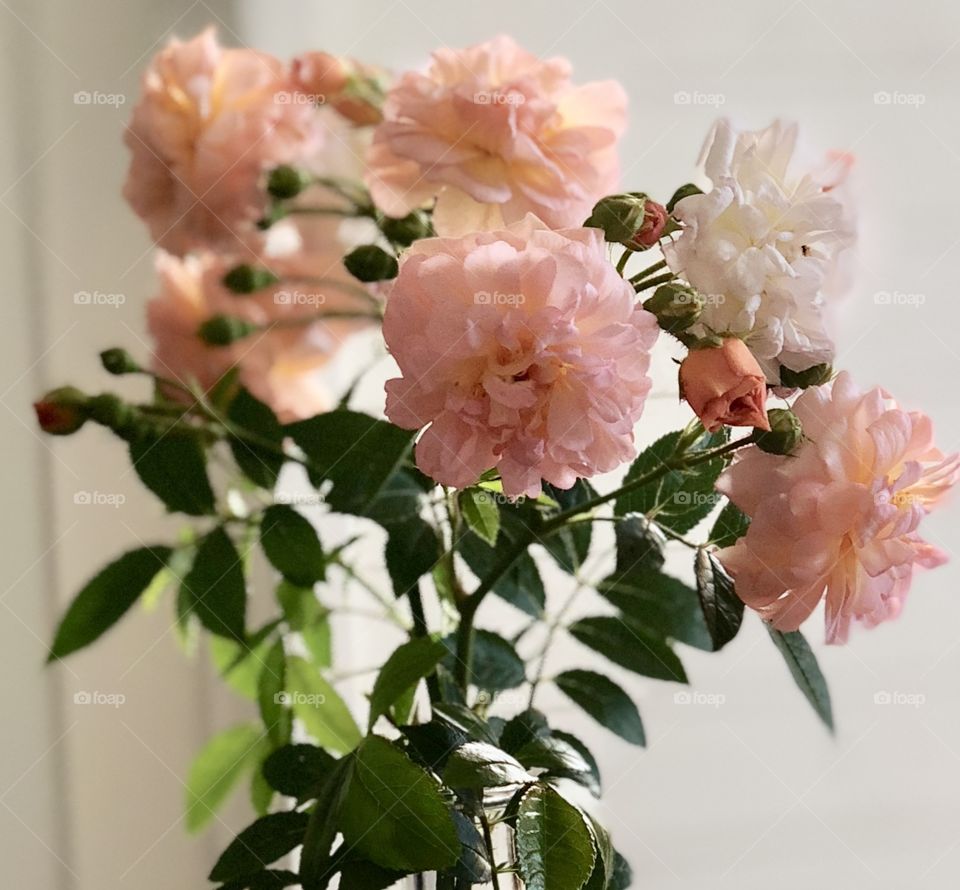 Mini garden roses 🥀