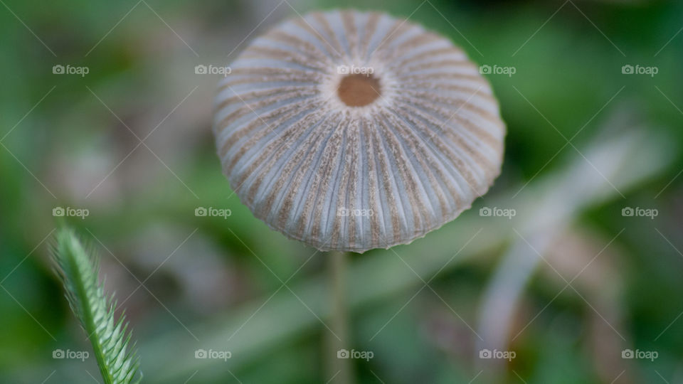 mushroom