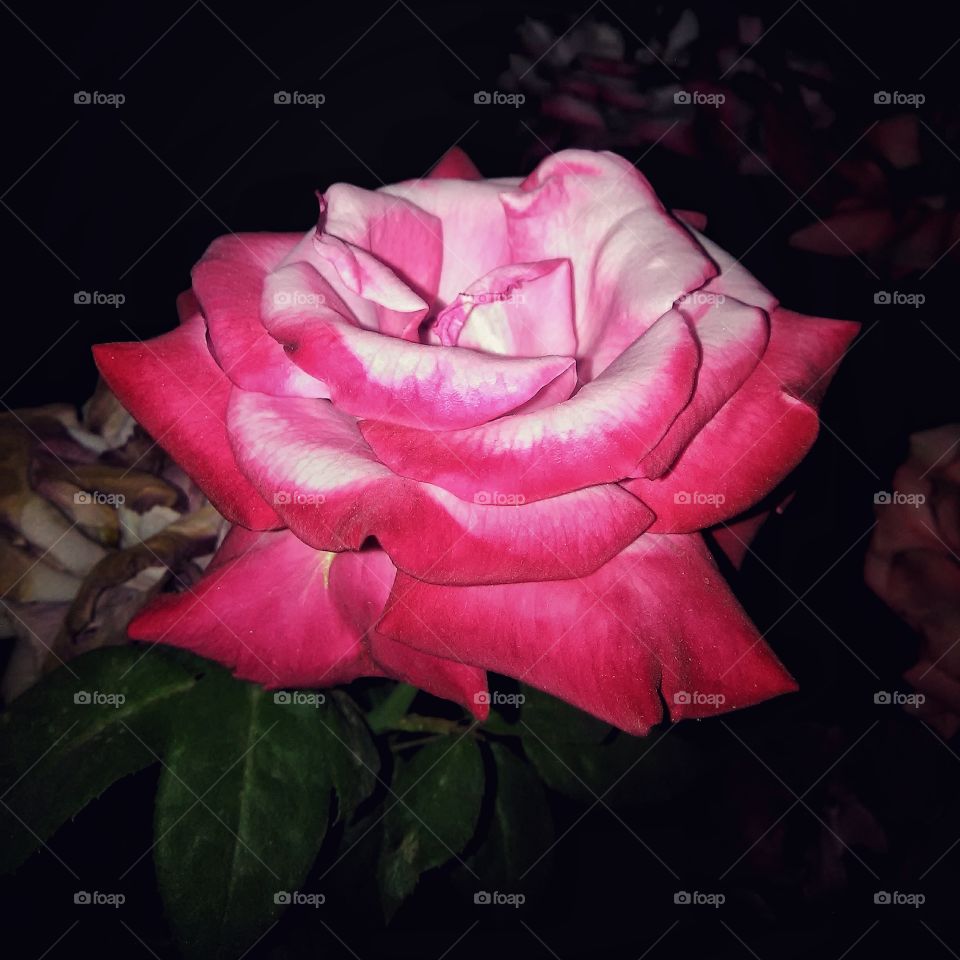 pink rose with night light