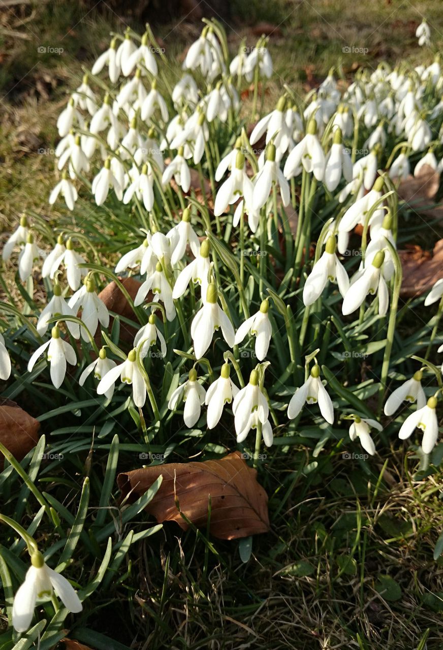 Snowdrops