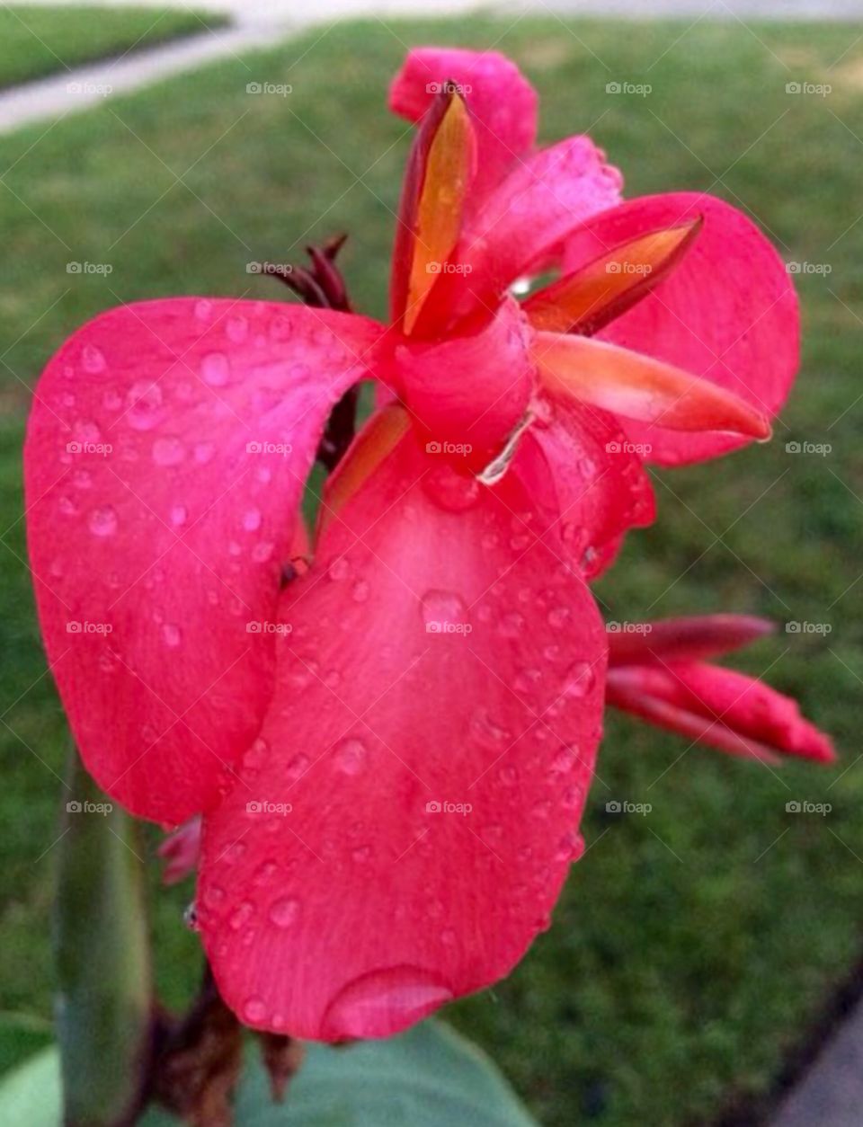 Pink flower after rain 