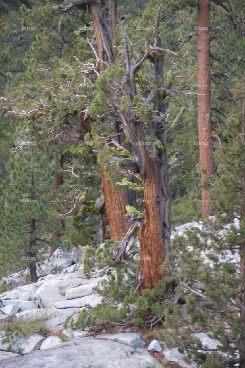 Trees in forest during winter