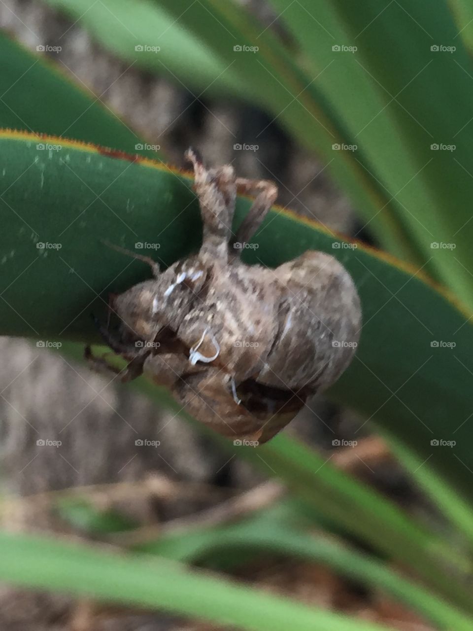 Cicada shell on a blade of grass