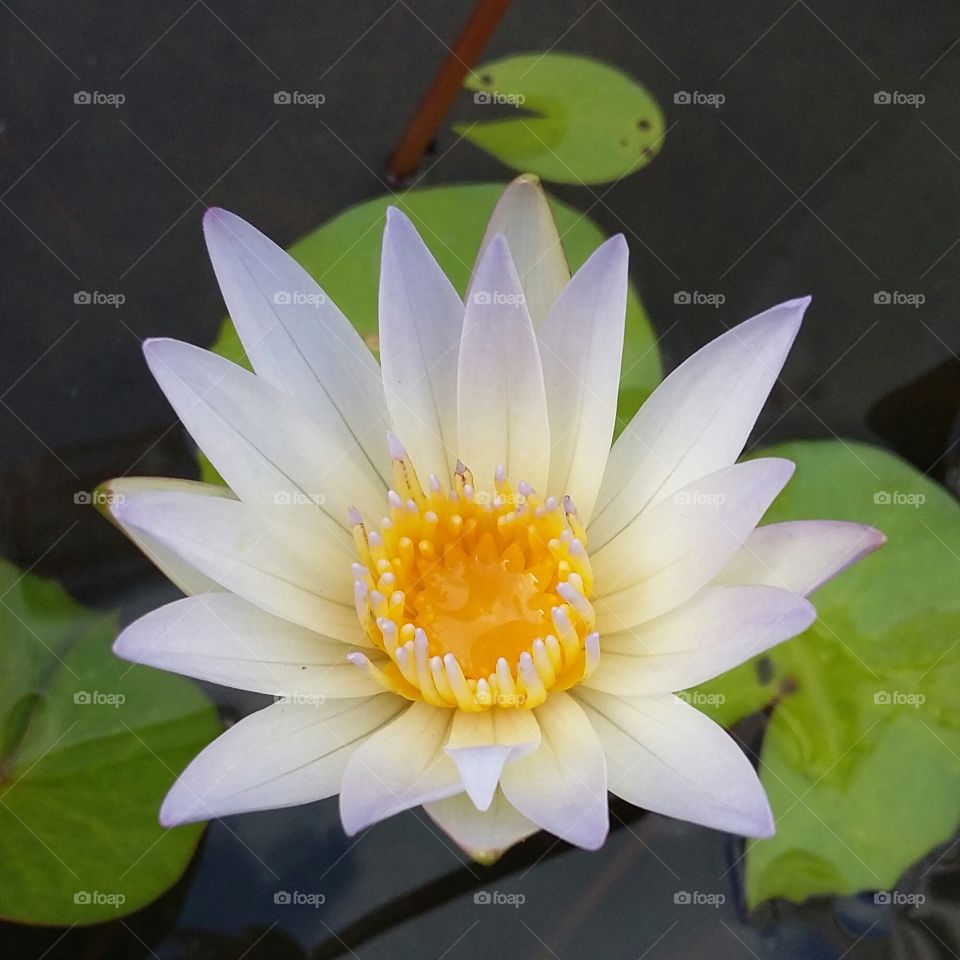 lotus :)