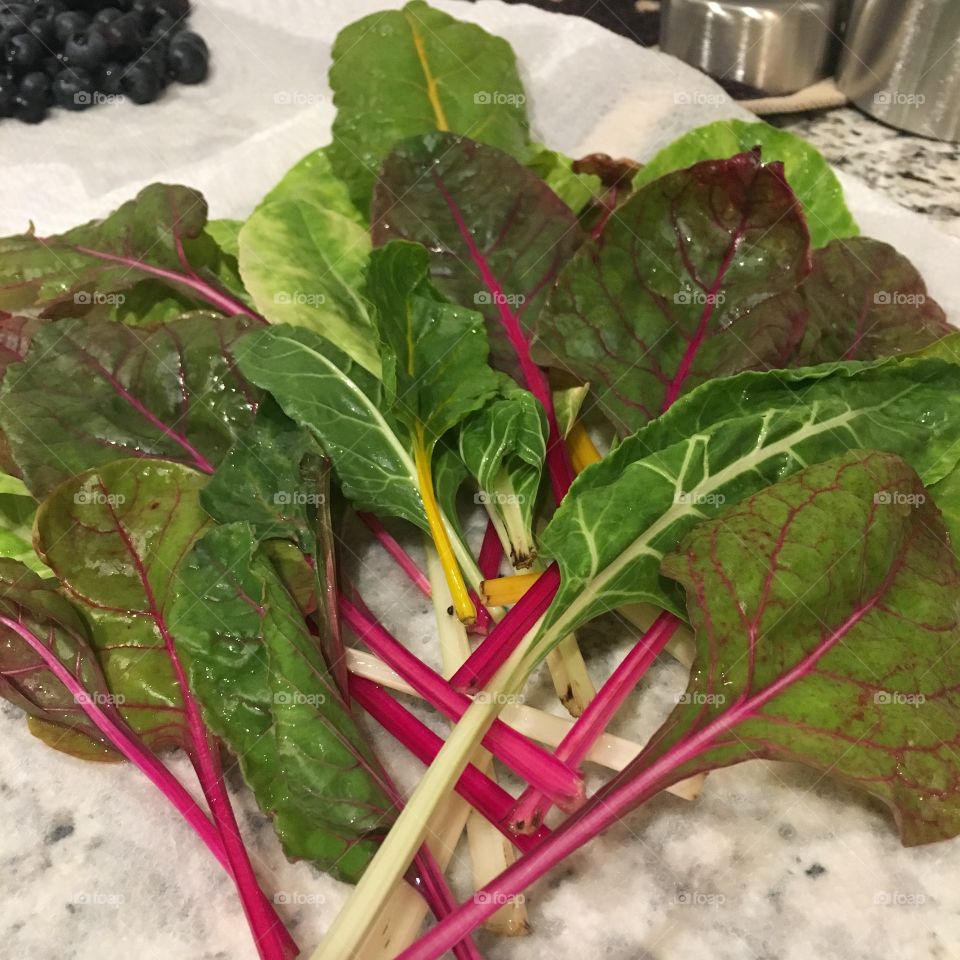 Colorful freshly washed swiss chard leaves