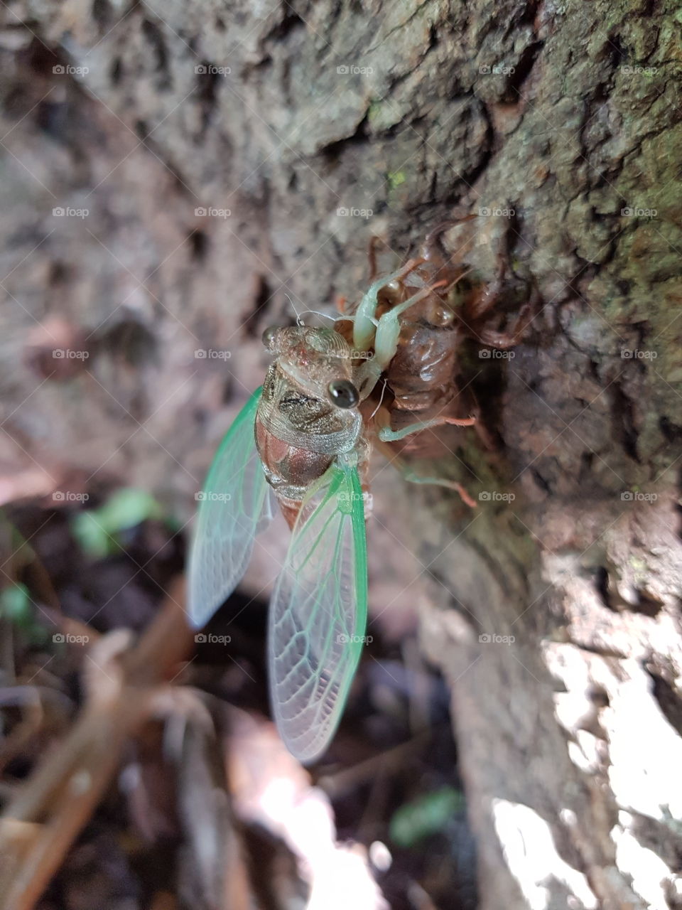 Beautiful cicada