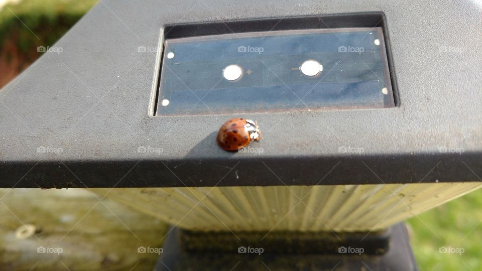ladybug in the sun