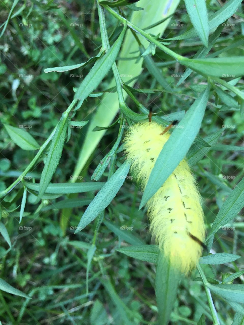 American dagger moth caterpillar 