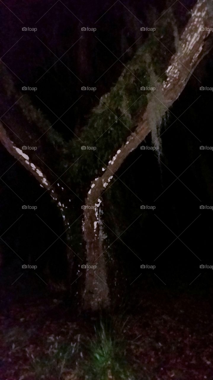 Oak tree wet from the storm