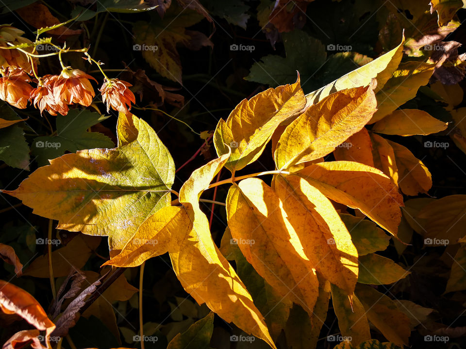 Gold leaf. October.