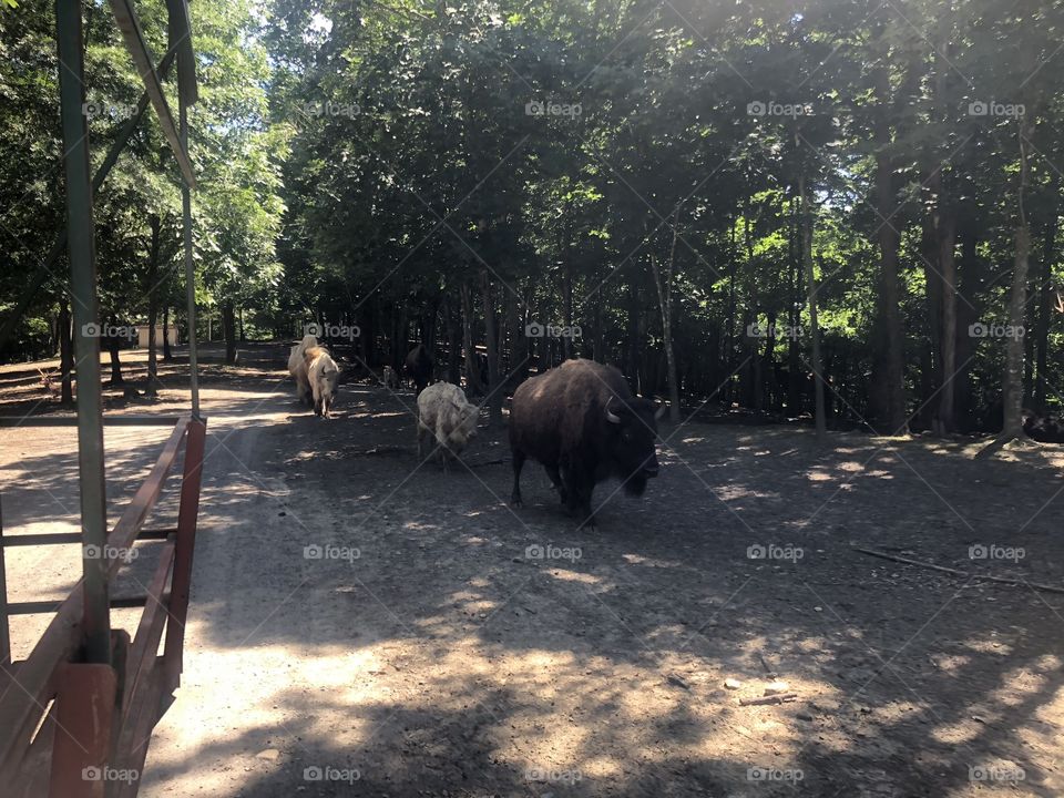 Buffaloes at Briarwood Safari Park. 