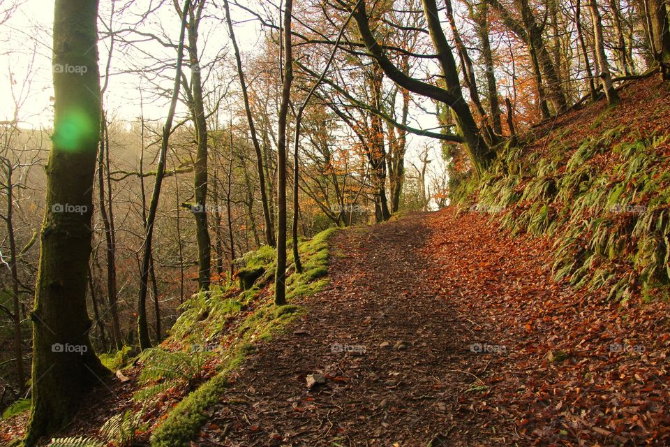 View of forest