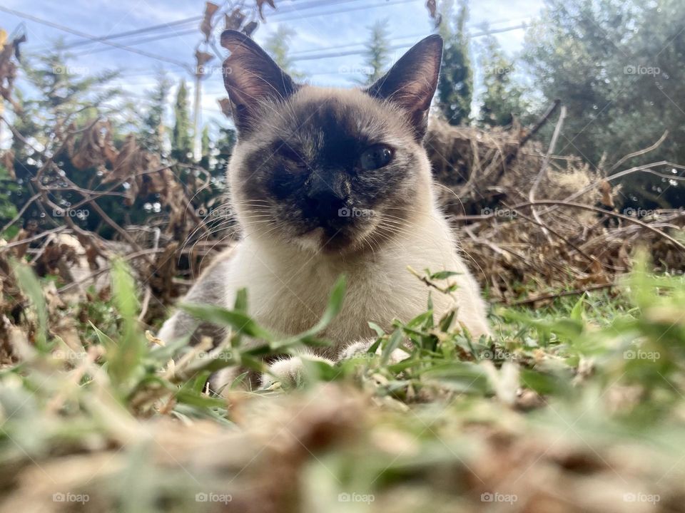 cat lying on the grass enjoying the fresh air.  Photo from the ground with a frog's eye view