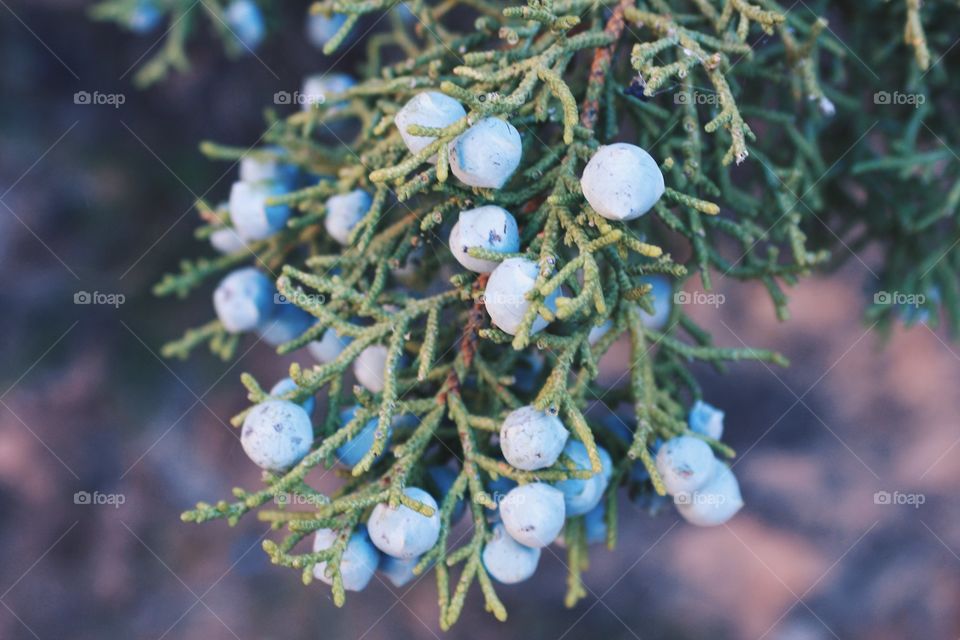 Juniper Berries 