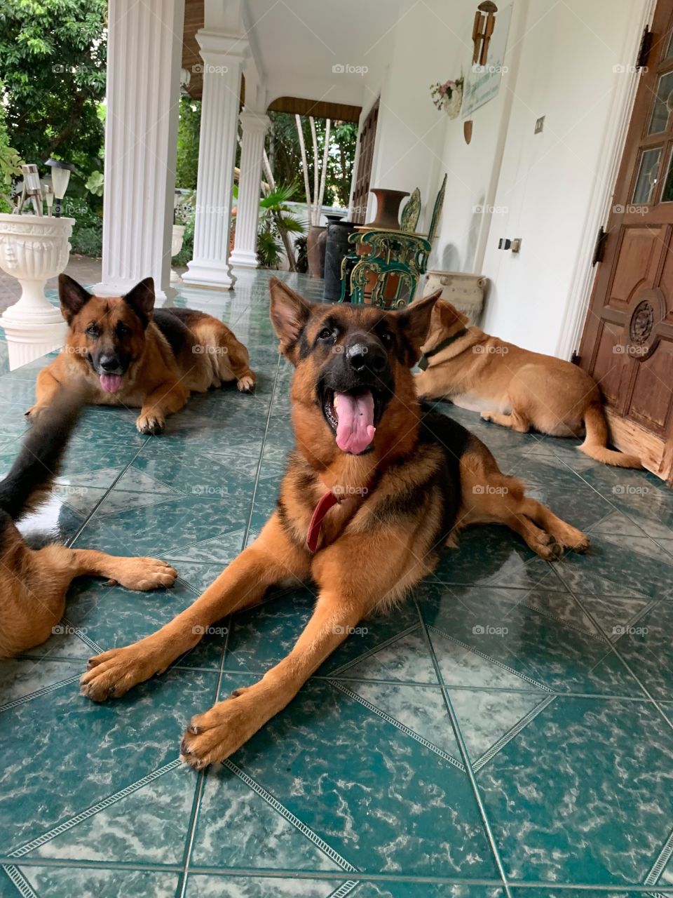 Thai youngest german shepherd dog in the house was trying to say hi