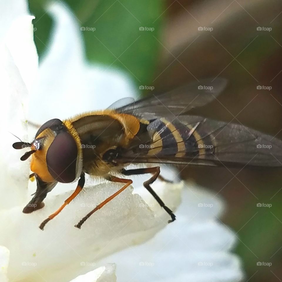 Insect, Bee, Fly, Nature, Animal