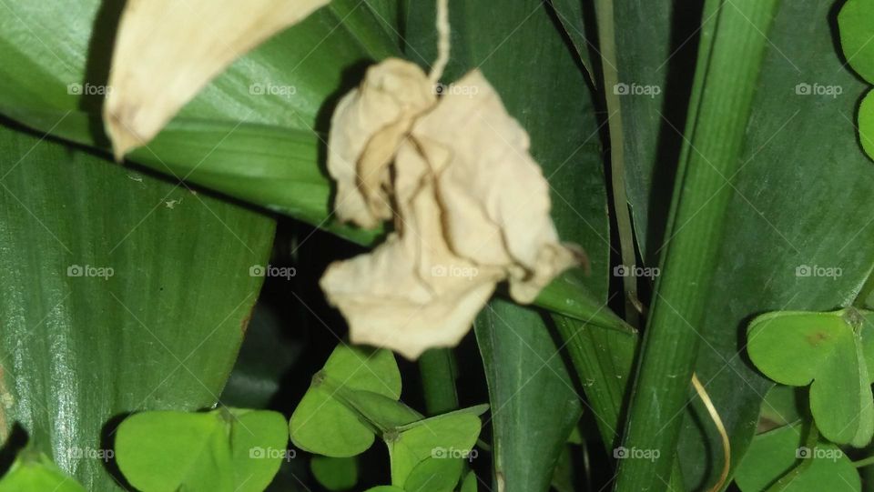 Dead leaf and green plant.