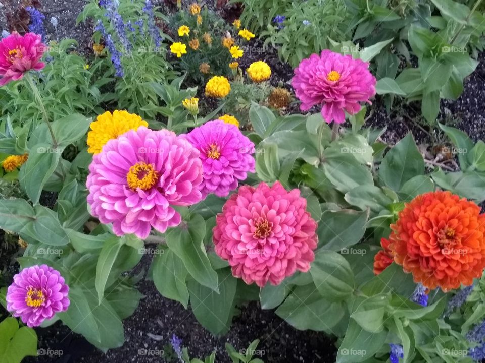 pretty Flowers 🌼🌼🌼