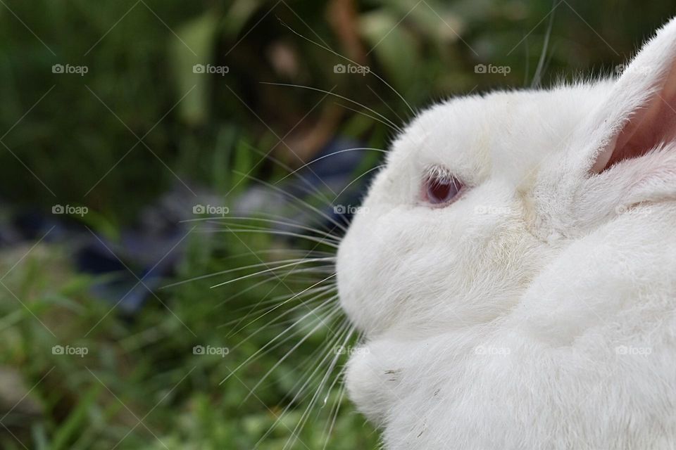 Rabbit