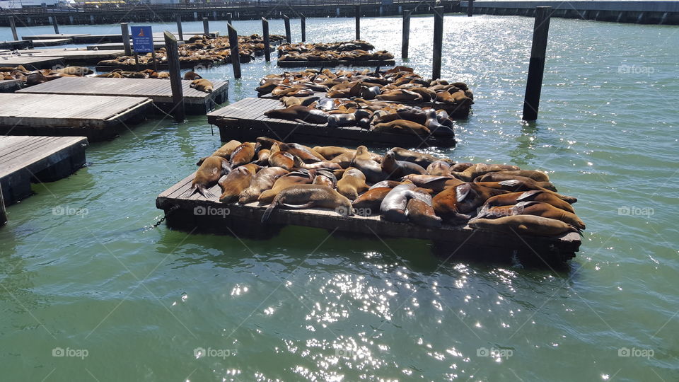 Sea Lions San Francisco Pier