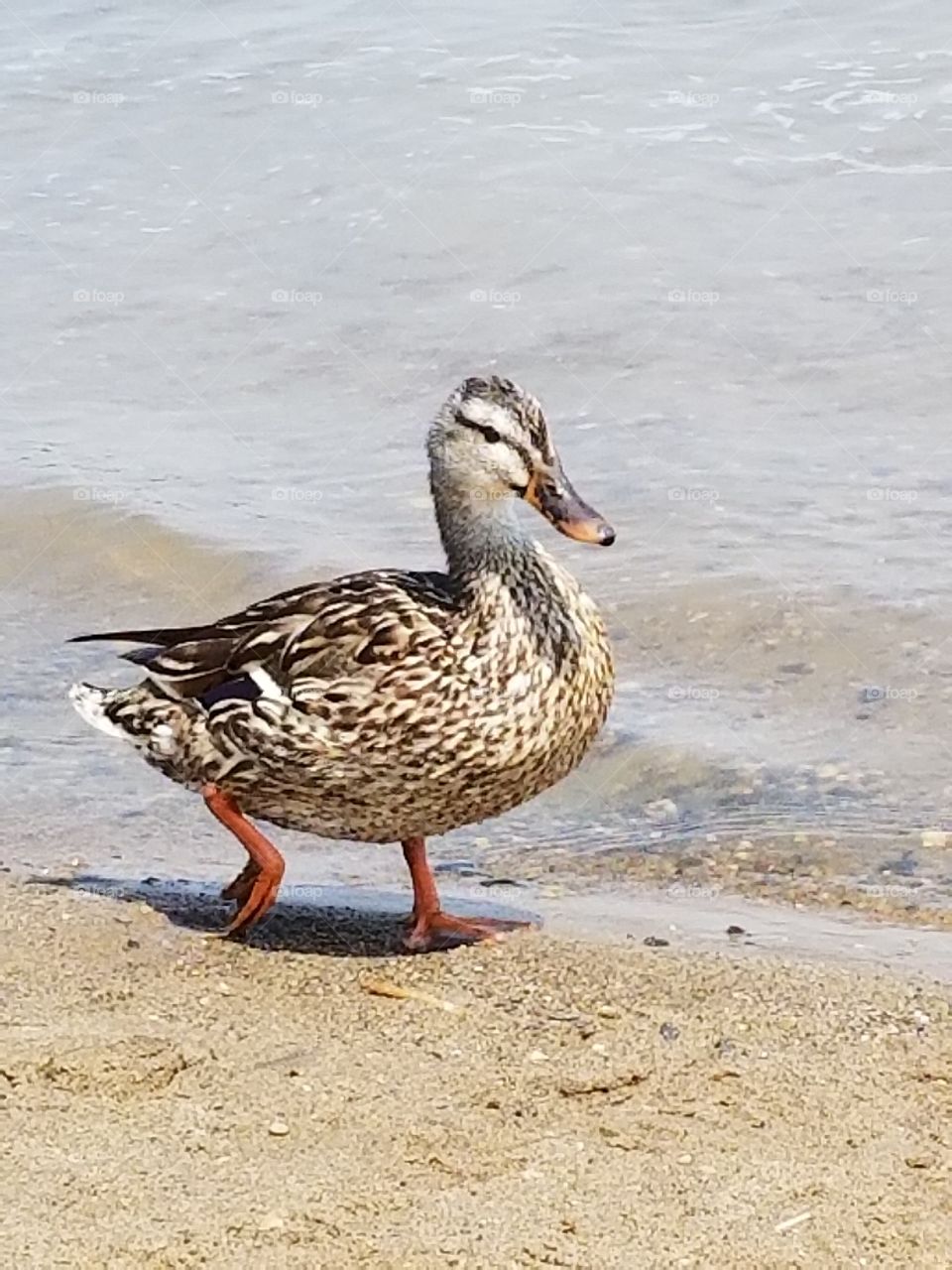 Dandy duck