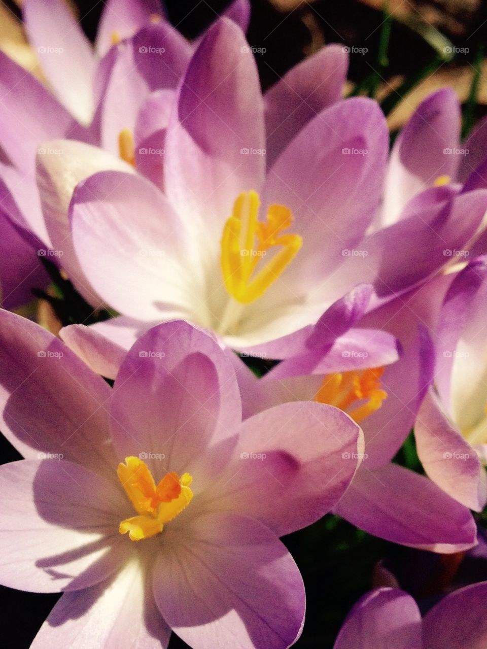 Crocus in February