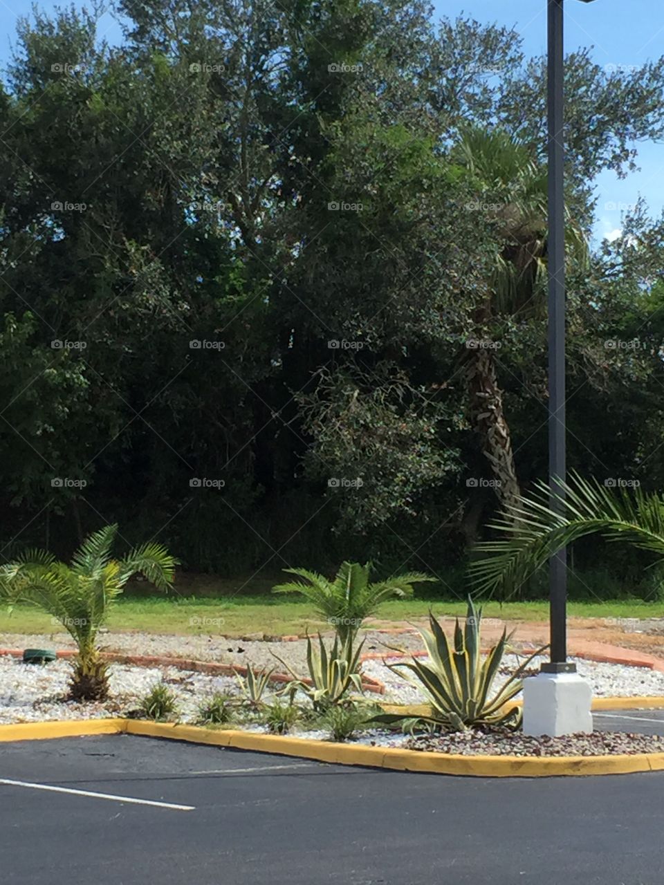 Davenport, Florida Scenery. Some greenery just across the parking lot from Days Inn.