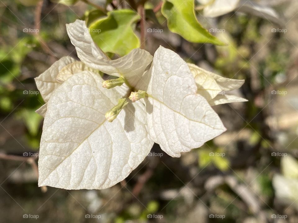 White flower