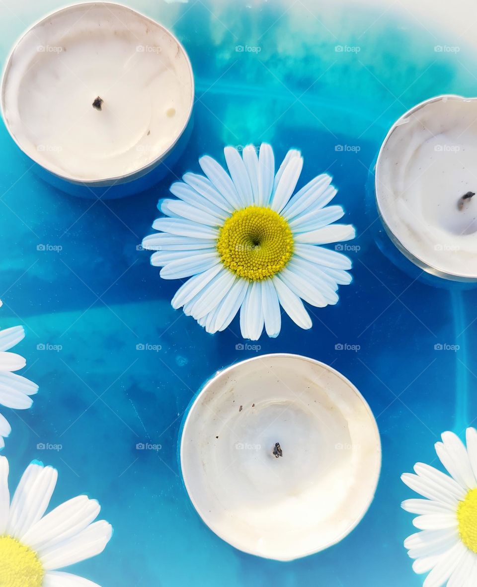 Daisy flower heads in water