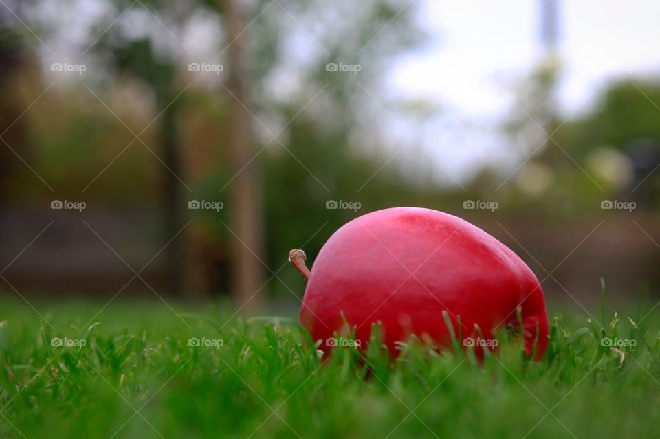 A red apple in the grass