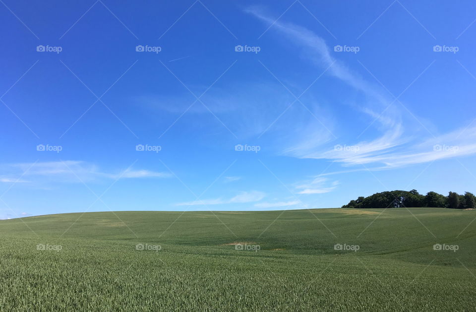 Field, Skåne, Sweden