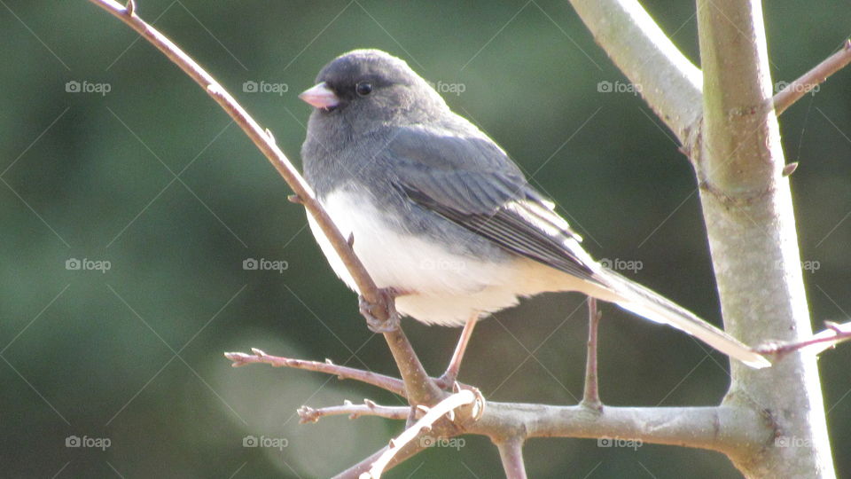 Dark eyed Junco