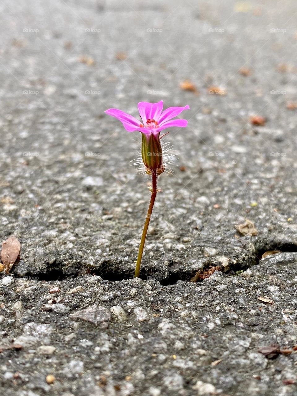 Flower and crack