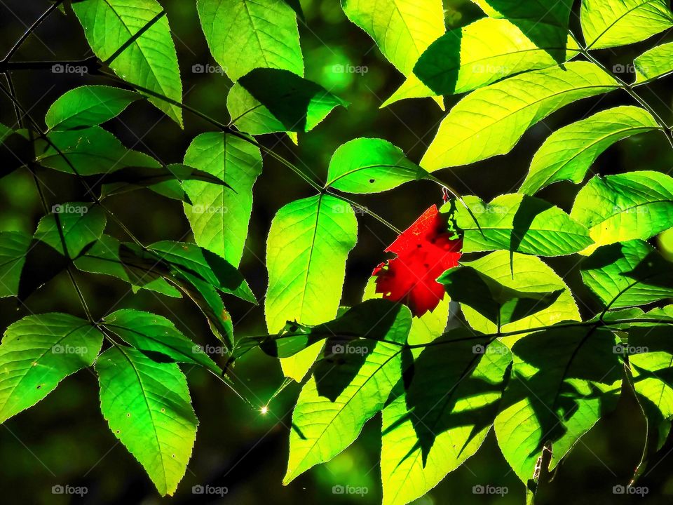 Beautiful views on a hike in the woods in Indiana on a summer day. 