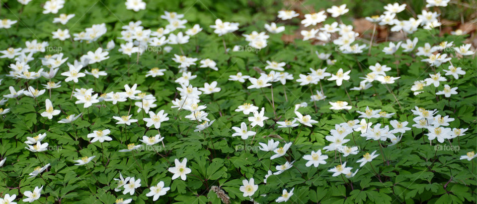 Springtime in Belgium.