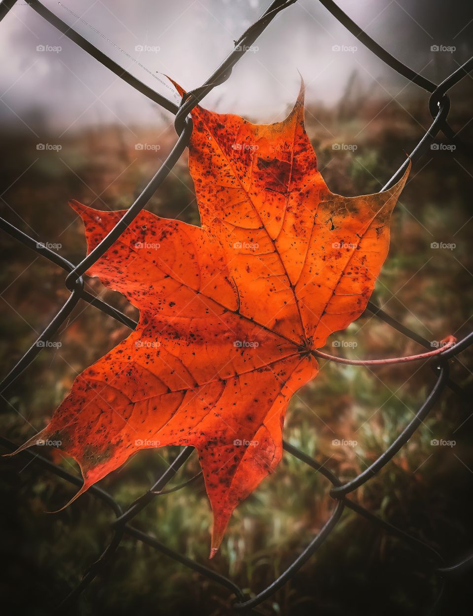 Autumn leaf