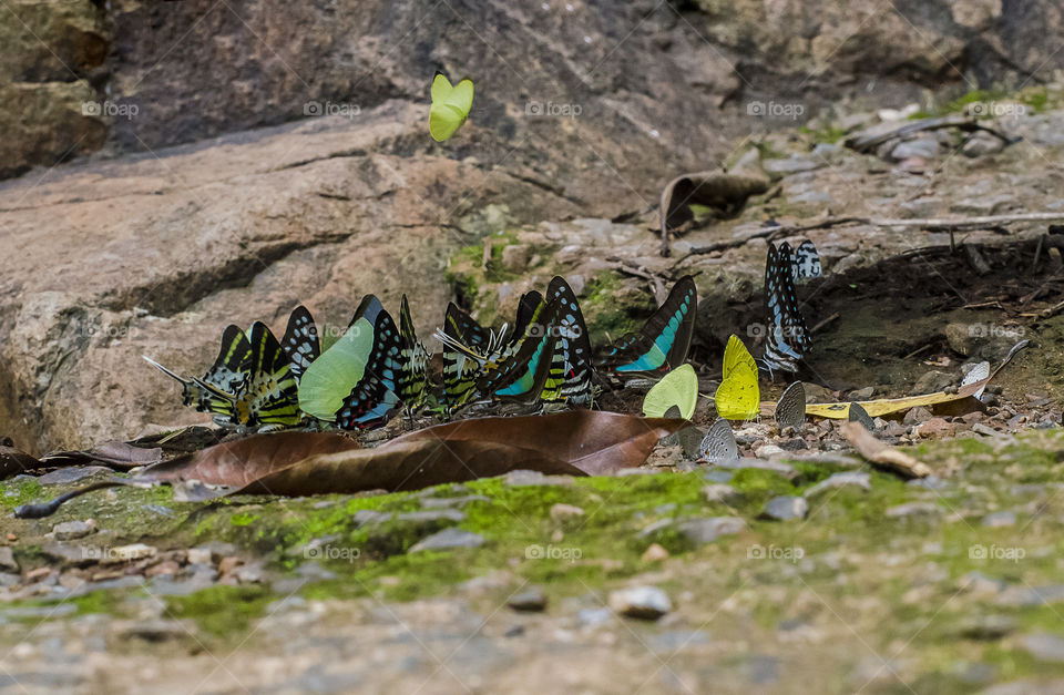 colourful butterflies