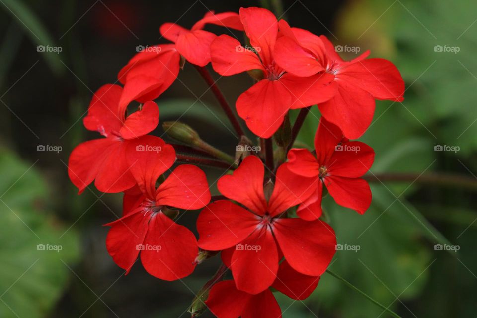 Close up of red geranium flowers