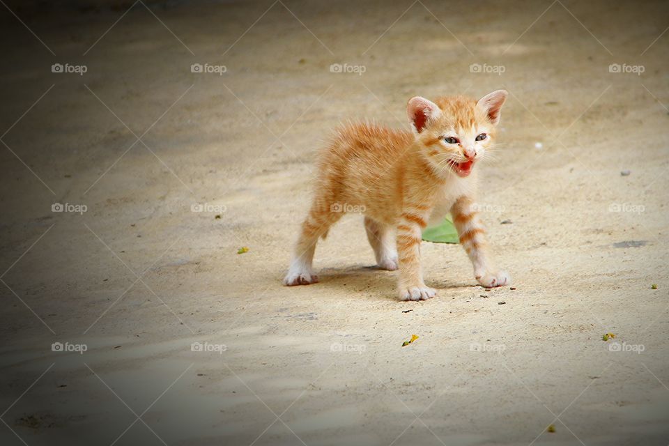 Little brown kitten.