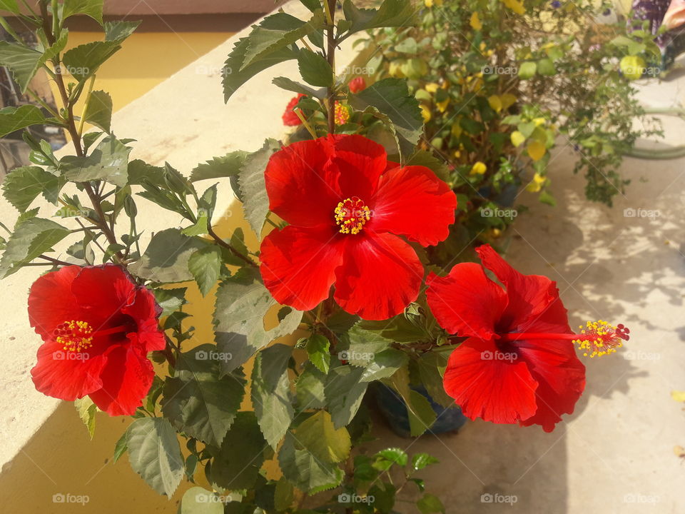 three beautiful red hibiscus flowers